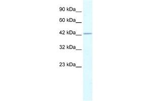 WB Suggested Anti-RUVBL2 Antibody Titration:  0. (RUVBL2 antibody  (N-Term))