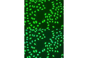 Immunofluorescence analysis of U2OS cells using CBX3 antibody. (CBX3 antibody  (AA 1-183))