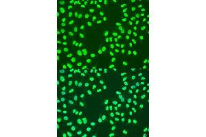 Immunofluorescence analysis of U2OS cells using CBX3 antibody. (CBX3 antibody  (AA 1-183))