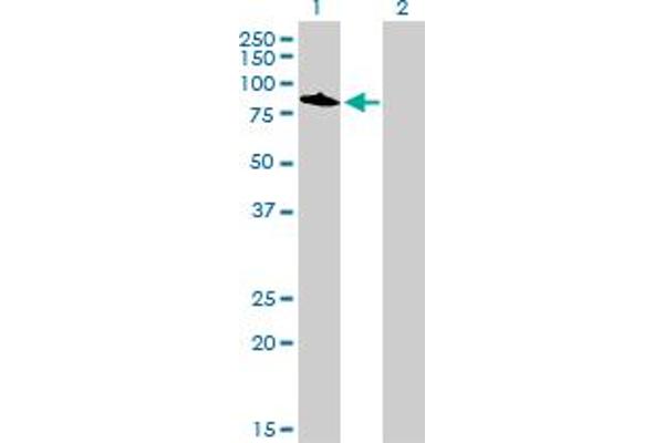 TOP3B antibody  (AA 1-862)