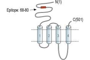anti-Nicotinic Acetylcholine Receptor beta (CHRNB1) (AA 68-80), (Extracellular), (N-Term) antibody