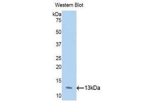 Western Blotting (WB) image for anti-Annexin A4 (ANXA4) (AA 165-260) antibody (ABIN1858027) (Annexin IV antibody  (AA 165-260))