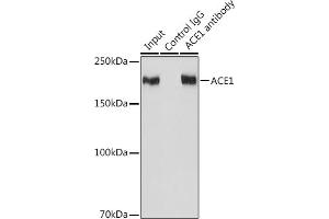 Immunoprecipitation analysis of 600 μg extracts of Mouse kidney cells using 3 μg  antibody (ABIN7265594). (Angiotensin I Converting Enzyme 1 antibody)