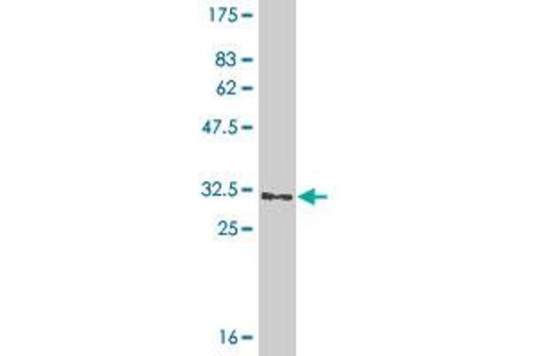 GGT5 antibody  (AA 510-586)