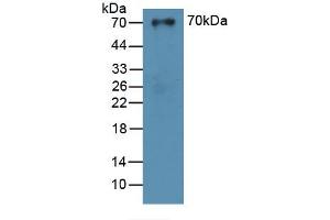 Figure. (SUOX antibody  (AA 80-545))