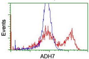 HEK293T cells transfected with either RC224304 overexpress plasmid (Red) or empty vector control plasmid (Blue) were immunostained by anti-ADH7 antibody (ABIN2455842), and then analyzed by flow cytometry. (ADH7 antibody)
