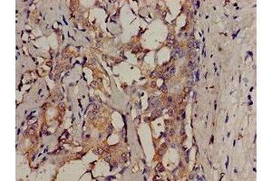 SRMS antibody  (AA 19-155)