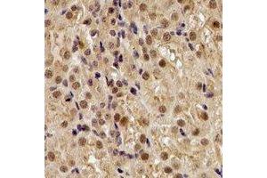 Immunohistochemical analysis of TUG staining in rat kidney formalin fixed paraffin embedded tissue section. (ASPSCR1 antibody)