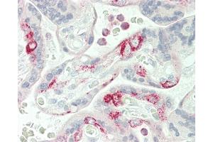 Immunohistochemistry (Paraffin-embedded Sections) (IHC (p)) image for anti-Vesicle-Associated Membrane Protein 8 (Endobrevin) (VAMP8) (AA 1-30), (N-Term) antibody (ABIN1881988)