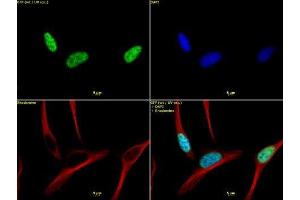 Histone H3 trimethyl Lys4 antibody tested by immunofluorescence. (Histone 3 antibody  (H3K4me3))