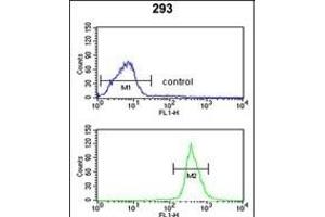 ATP11C Antibody (Center) (ABIN651638 and ABIN2840341) flow cytometric analysis of 293 cells (bottom histogram) compared to a negative control cell (top histogram).