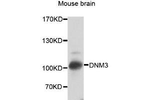 Western blot analysis of extracts of mouse brain, using DNM3 antibody (ABIN2562261) at 1:2000 dilution.
