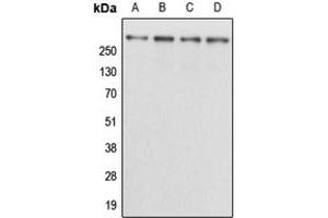Western blot analysis of Kalirin expression in HEK293T (A), NIH3T3 (B), H9C2 (C), mouse brain (D) whole cell lysates. (KALRN antibody  (Center))