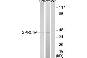 Western blot analysis of extracts from K562 cells and LOVO cells, using GPRC5A antibody. (GPRC5A antibody  (Internal Region))