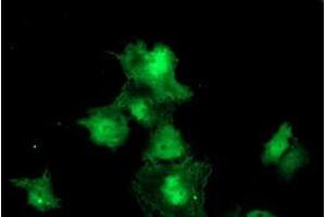 Image no. 3 for anti-Meis Homeobox 3 (MEIS3) (AA 1-261) antibody (ABIN1490668)