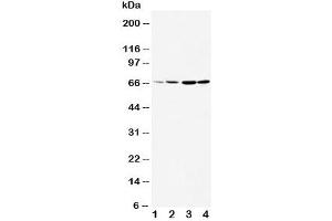 Western blot testing of DRD1 antibody and Lane 1:  rat testis (Dopamine Receptor d1 antibody  (AA 221-242))