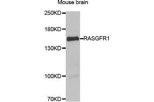 Western blot analysis of extract of Mouse brain, using RASGRF1 antibody. (RASGRF1 antibody)