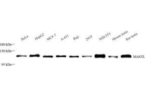 Western blot analysis of GWL (ABIN7074616)at dilution of 1: 500 (MASTL antibody)