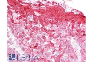 ABIN185101 (2. (CSTB antibody  (C-Term))