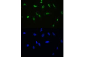 IF analysis of APEX1 using anti-APEX1 antibody (ABIN3043785). (APEX1 antibody  (AA 2-318))
