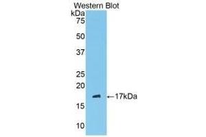 SERPING1 antibody  (AA 397-495)