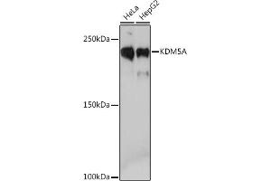 Western blot analysis of extracts of various cell lines, using KDM5A Rabbit mAb (ABIN7268330) at 1:1000 dilution. (KDM5A antibody)