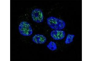 Confocal immunofluorescent analysis of eNos antibody with HepG2 cells followed by Alexa Fluor 488-conjugated goat anti-rabbit lgG (green). (ENOS antibody  (AA 1156-1183))