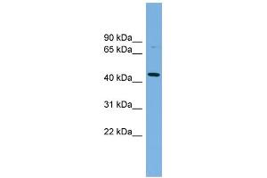 Western Blotting (WB) image for anti-Poliovirus Receptor-Related 2 (Herpesvirus Entry Mediator B) (PVRL2) (Middle Region) antibody (ABIN2783151)