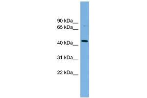WB Suggested Anti-PVRL2 Antibody Titration:  0. (PVRL2 antibody  (Middle Region))