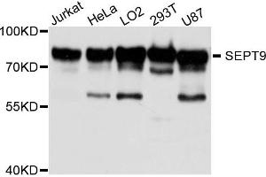 Western blot analysis of extract of various cells, using 9-九月 antibody. (Septin 9 antibody)