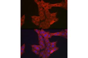 Immunofluorescence (IF) image for anti-Endothelin 1 (EDN1) (AA 18-212) antibody (ABIN3021076)