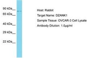 Image no. 1 for anti-Double Zinc Ribbon and Ankyrin Repeat Domains 1 (DZANK1) (AA 543-592) antibody (ABIN6750622)