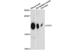 Western blot analysis of extracts of various cell lines, using CAV3 antibody (ABIN6290143) at 1:3000 dilution. (Caveolin 3 antibody)