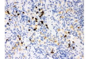 Anti- MMP8 Picoband antibody,IHC(P) IHC(P): Rat Spleen Tissue (MMP8 antibody  (N-Term))