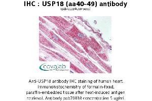 Image no. 1 for anti-Ubiquitin Specific Peptidase 18 (USP18) (AA 40-49) antibody (ABIN1740600) (USP18 antibody  (AA 40-49))