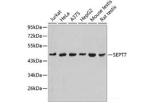 Western blot analysis of extracts of various cell lines using SEPT7 Polyclonal Antibody.