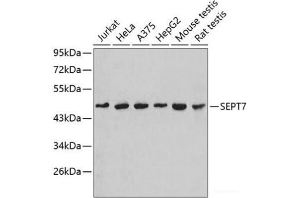 Septin 7 antibody