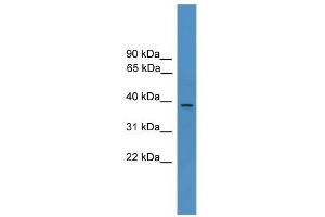 AMBP antibody used at 0. (AMBP antibody  (N-Term))