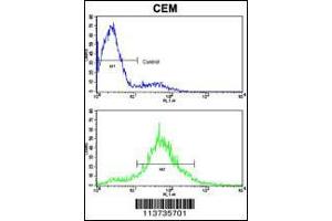 Flow cytometric analysis of CEM cells using Cadherin 10 (CDH10) Antibody (bottom histogram) compared to a negative control cell (top histogram). (CDH10 antibody  (N-Term))