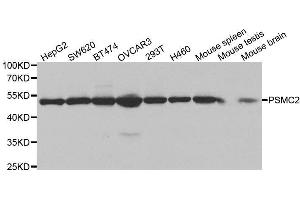 Western blot analysis of extracts of various cell lines, using PSMC2 antibody.