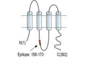 anti-Pannexin 3 (PANX3) (AA 156-170), (Intracellular) antibody