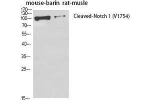Western Blot analysis of mouse brain (1), rat musle (2), diluted at 1:500. (Notch1 antibody  (Cleaved-Val1754))