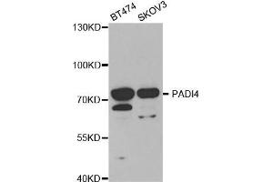 Western blot analysis of extracts of various cell lines, using PADI4 antibody. (PAD4 antibody  (AA 1-250))
