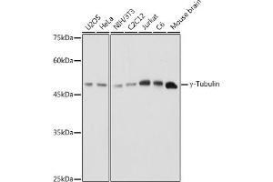 Western blot analysis of extracts of various cell lines, using γ-Tubulin antibody (ABIN6132741, ABIN6149696, ABIN6149697 and ABIN6221807) at 1:1000 dilution. (TUBG1 antibody  (AA 152-451))