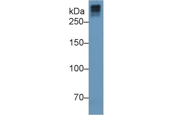 COL7A1 antibody  (AA 190-472)