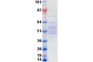 Validation with Western Blot (PLA2G7 Protein (DYKDDDDK-His Tag))