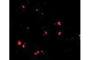 Immunofluorescence (IF) image for anti-LAG1 Homolog, Ceramide Synthase 5 (LASS5) (C-Term) antibody (ABIN1030478) (LASS5 antibody  (C-Term))