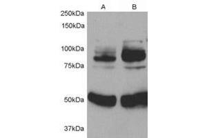Image no. 1 for anti-Adaptor Protein, phosphotyrosine Interaction, PH Domain and Leucine Zipper Containing 1 (APPL1) (Internal Region) antibody (ABIN374837) (APPL1 antibody  (Internal Region))