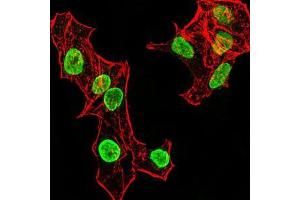 Immunofluorescence analysis of HeLa cells using HIST2H4A(20Me) mouse mAb (green). (Histone Cluster 2, H4a (HIST2H4A) (meLys20) antibody)