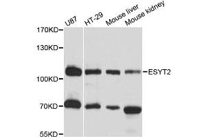 Western blot analysis of extracts of various cell lines, using ESYT2 antibody (ABIN6293823) at 1:3000 dilution. (FAM62B antibody)